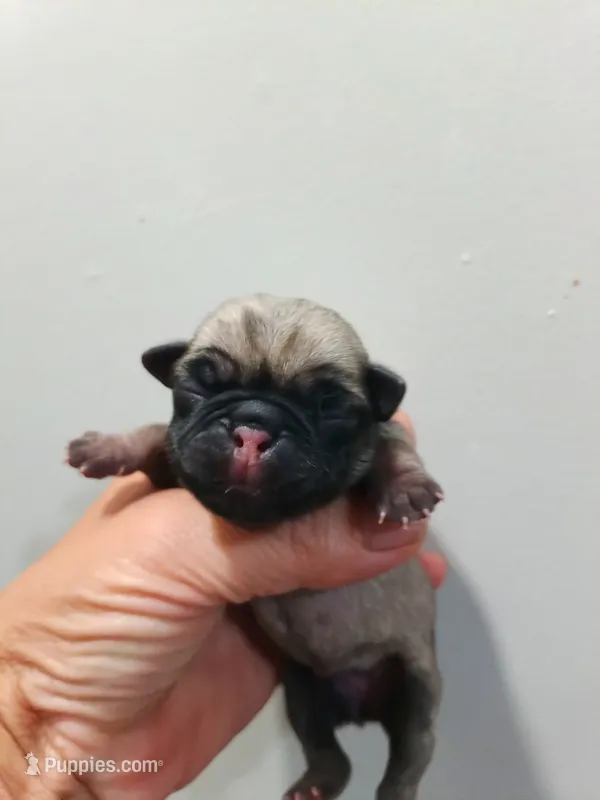 Nala – Pug puppy for sale in Dunlap, TN