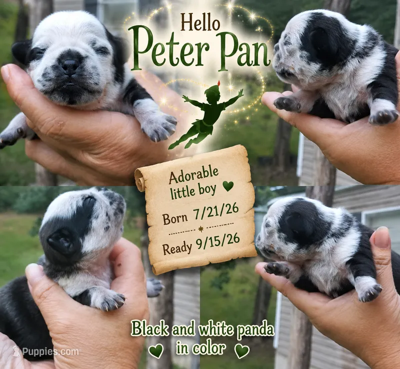Peter pan – Pug puppy for sale in Chattanooga, TN