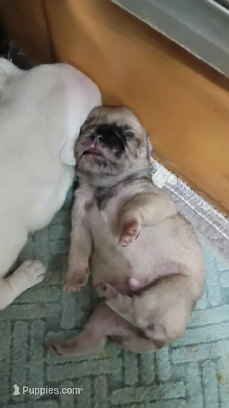 Sweet pea – Pug puppy for sale in Dunlap, TN