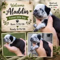 Aladdin , a male Pug for sale in Chattanooga, TN – 1 of 5