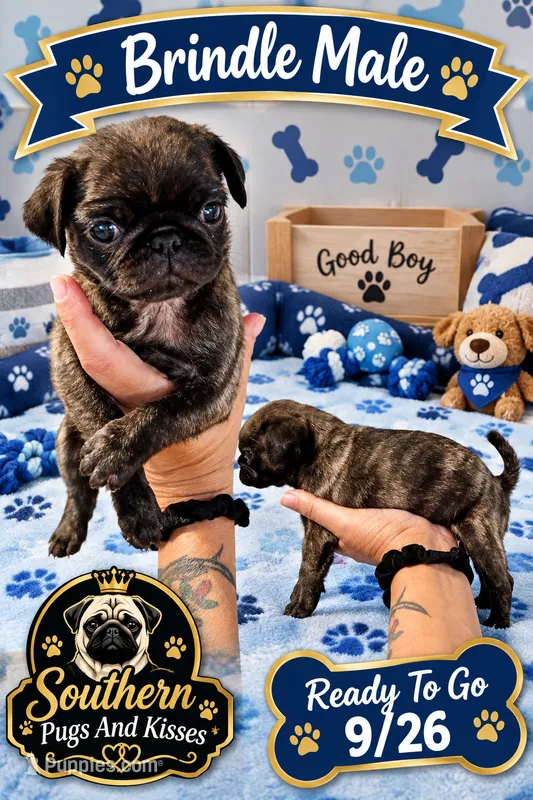 Bumblebee  – Pug puppy for sale in Dunlap, TN