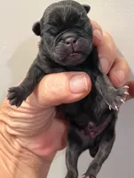 Bumblebee , a male Pug for sale in Dunlap, TN – 2 of 3