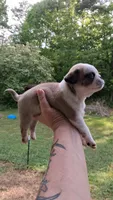 Jax, a male Pug for sale in Chattanooga, TN – 2 of 3