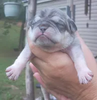 Simba, a male Pug for sale in Chattanooga, TN – 2 of 5