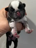 Megatron , a male Pug for sale in Dunlap, TN – 2 of 3