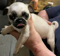 Casanova , a male Pug for sale in Chattanooga, TN – 7 of 10