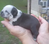 Aladdin , a male Pug for sale in Chattanooga, TN – 2 of 5