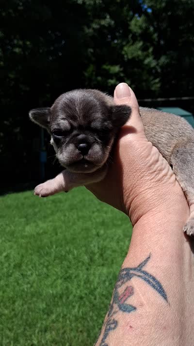 Aloha Moana , a female Pug for sale in Chattanooga, TN – 4 of 4