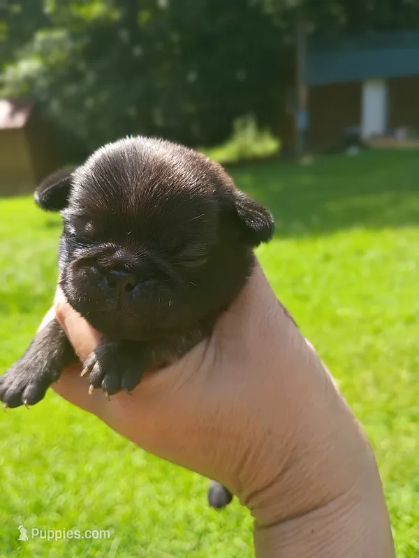 Jessica  – Pug puppy for sale in Dunlap, TN