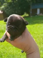 Jessica , a female Pug for sale in Dunlap, TN – 1 of 4