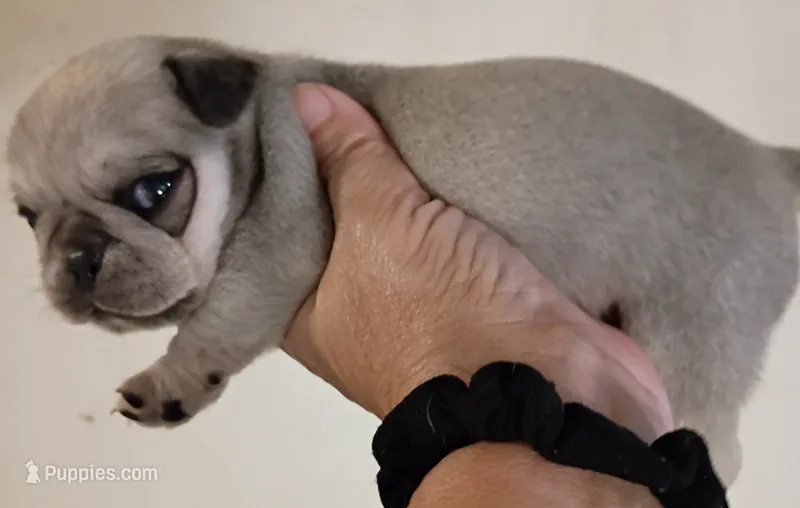 Ortho – Pug puppy for sale in Dunlap, TN