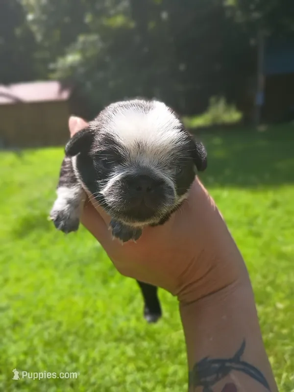 Alice – Pug puppy for sale in Dunlap, TN