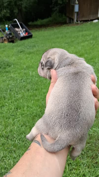 Simba, a male Pug for sale in Dunlap, TN – 6 of 6