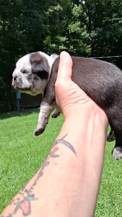 Aladdin , a male Pug for sale in Dunlap, TN – 2 of 2