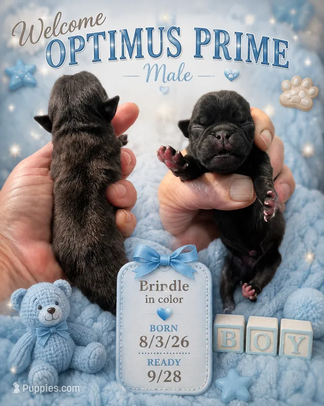 Optimus Prime – Pug puppy for sale in Dunlap, TN
