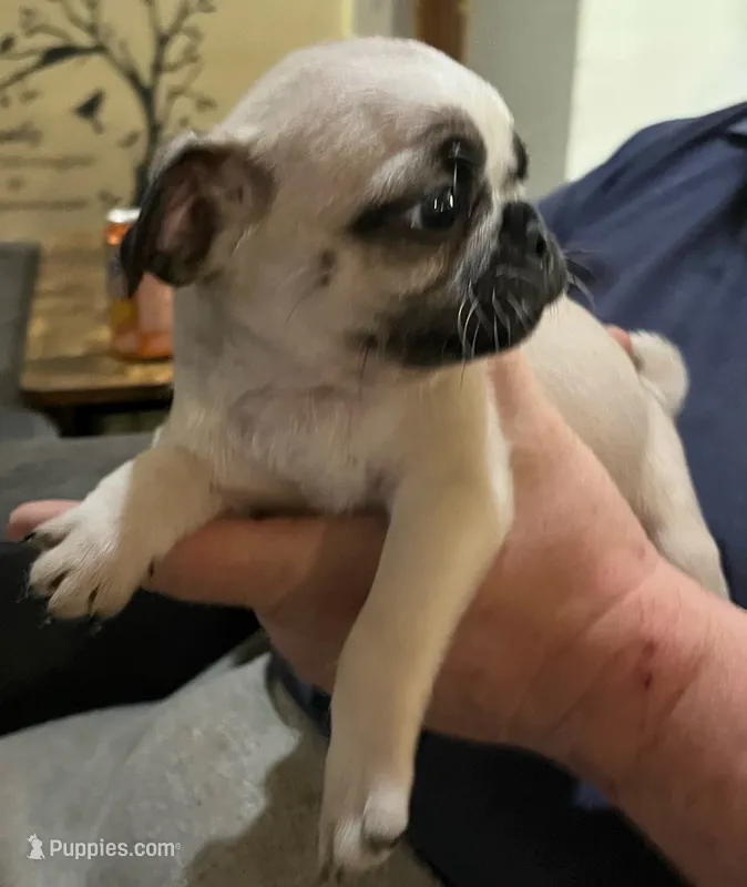 Casanova  – Pug puppy for sale in Chattanooga, TN