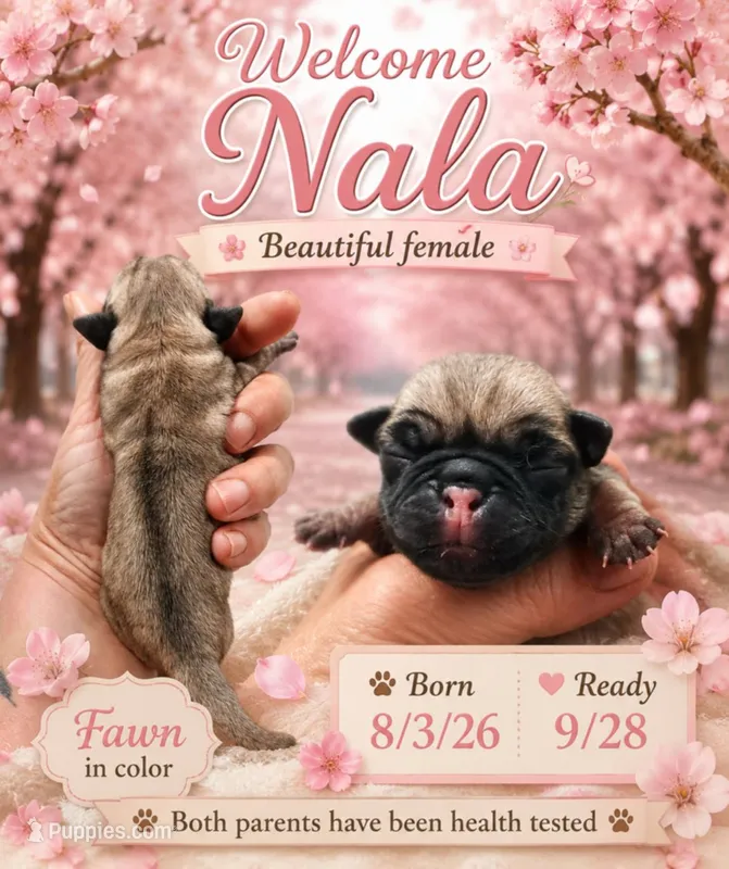 Nala – Pug puppy for sale in Dunlap, TN