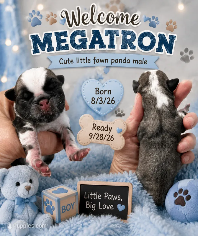 Megatron  – Pug puppy for sale in Dunlap, TN