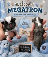 Megatron , a male Pug for sale in Dunlap, TN – 1 of 3