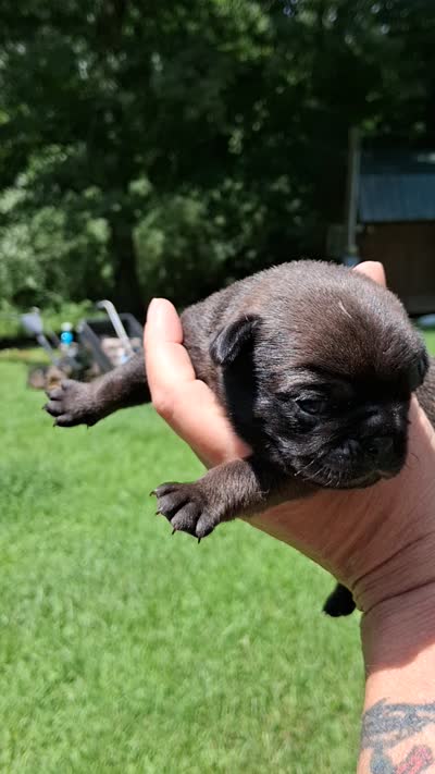 Tinkerbell , a female Pug for sale in Chattanooga, TN – 2 of 2