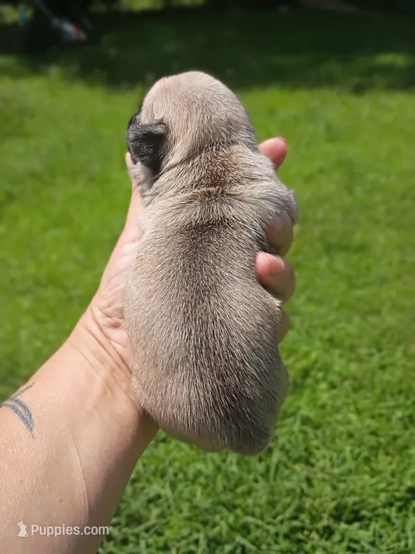 Nala – Pug puppy for sale in Dunlap, TN