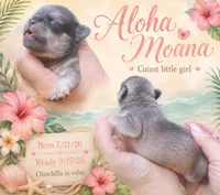 Aloha Moana , a female Pug for sale in Chattanooga, TN – 1 of 4