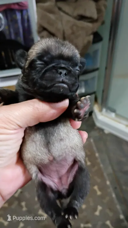 Selena – Pug puppy for sale in Dunlap, TN