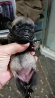 Selena, a female Pug for sale in Dunlap, TN – 1 of 1