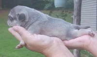 Simba, a male Pug for sale in Chattanooga, TN – 4 of 5