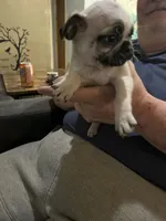 Casanova , a male Pug for sale in Chattanooga, TN – 9 of 10