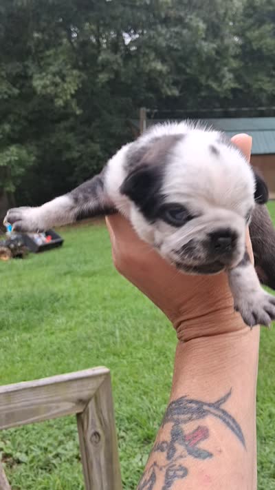 Peter pan, a male Pug for sale in Chattanooga, TN – 5 of 5