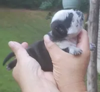 Peter pan, a male Pug for sale in Chattanooga, TN – 3 of 5