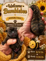 Bumblebee , a male Pug for sale in Dunlap, TN – 1 of 3