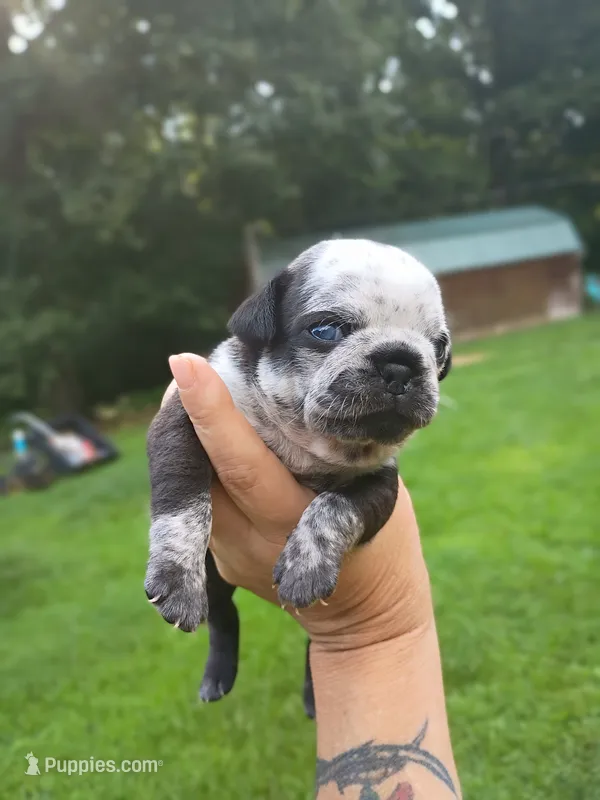 Peter pan – Pug puppy for sale in Dunlap, TN