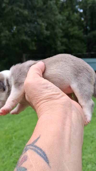 Princess Anna , a female Pug for sale in Dunlap, TN – 5 of 5