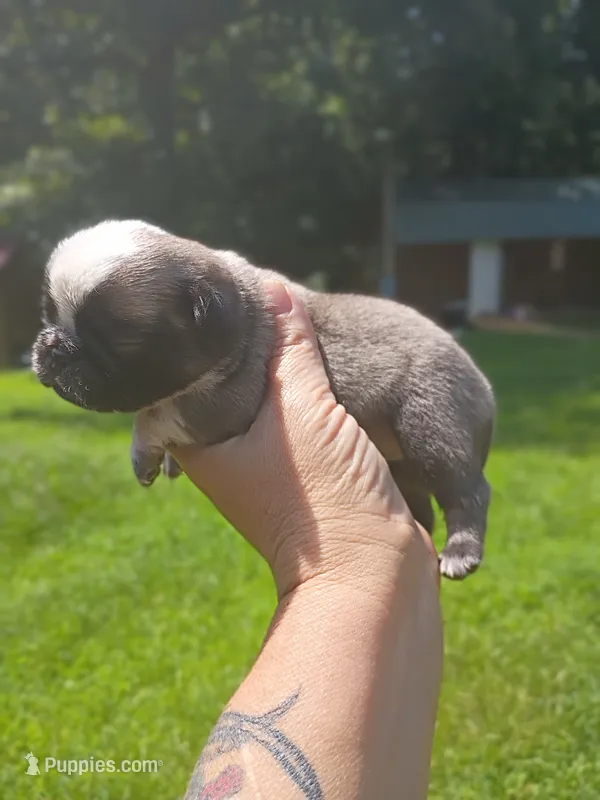 Megatron  – Pug puppy for sale in Dunlap, TN