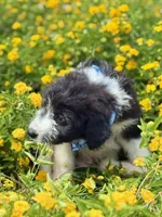 Bronc, a male Bordoodle for sale in Eastman, GA – 6 of 8