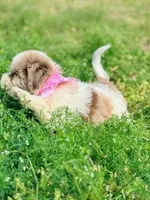 Rosie, a female Aussiedoodle for sale in Eastman, GA – Photo 6 of 9