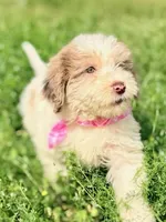 Rosie, a female Aussiedoodle for sale in Eastman, GA – Photo 5 of 9