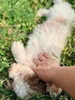 Rosie, a female Aussiedoodle for sale in Eastman, GA – Photo 4 of 9
