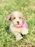 Rosie, a female Aussiedoodle for sale in Eastman, GA – Photo 7 of 9