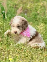 Rosie, a female Aussiedoodle for sale in Eastman, GA – Photo 1 of 9