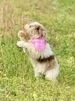 Rosie, a female Aussiedoodle for sale in Eastman, GA – Photo 3 of 9