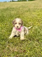 Rosie, a female Aussiedoodle for sale in Eastman, GA – Photo 2 of 9