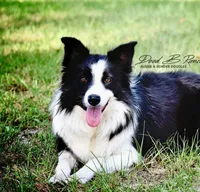 Bronc, a male Bordoodle for sale in Eastman, GA – 7 of 8