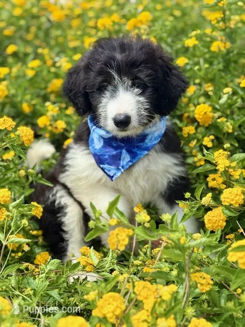 Bronc – Bordoodle puppy for sale in Eastman, GA