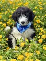 Bronc, a male Bordoodle for sale in Eastman, GA – 1 of 8