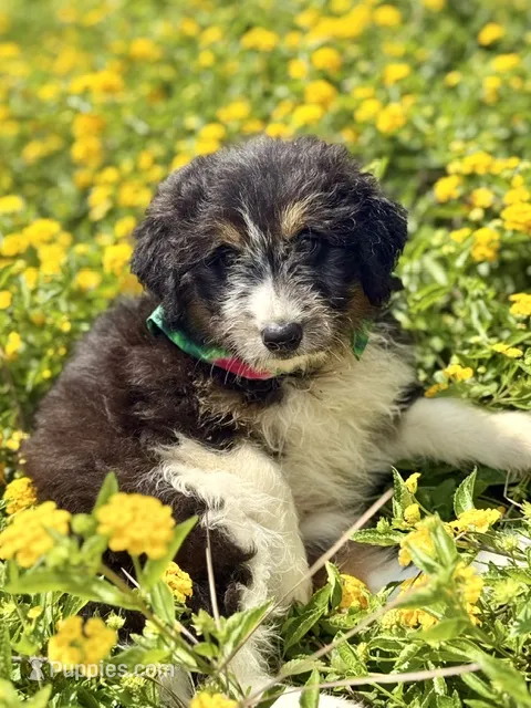 Cheyenne – Bordoodle puppy for sale in Eastman, GA