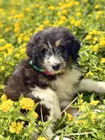 Cheyenne, a female Bordoodle for sale in Eastman, GA – 1 of 6