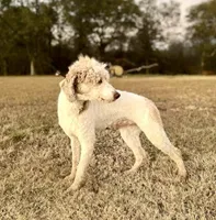 Cheyenne, a female Bordoodle for sale in Eastman, GA – 5 of 6